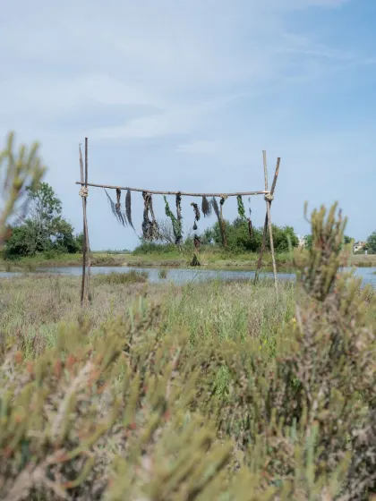 Lagoon gardens for Venice: between emerged and submerged landscapes